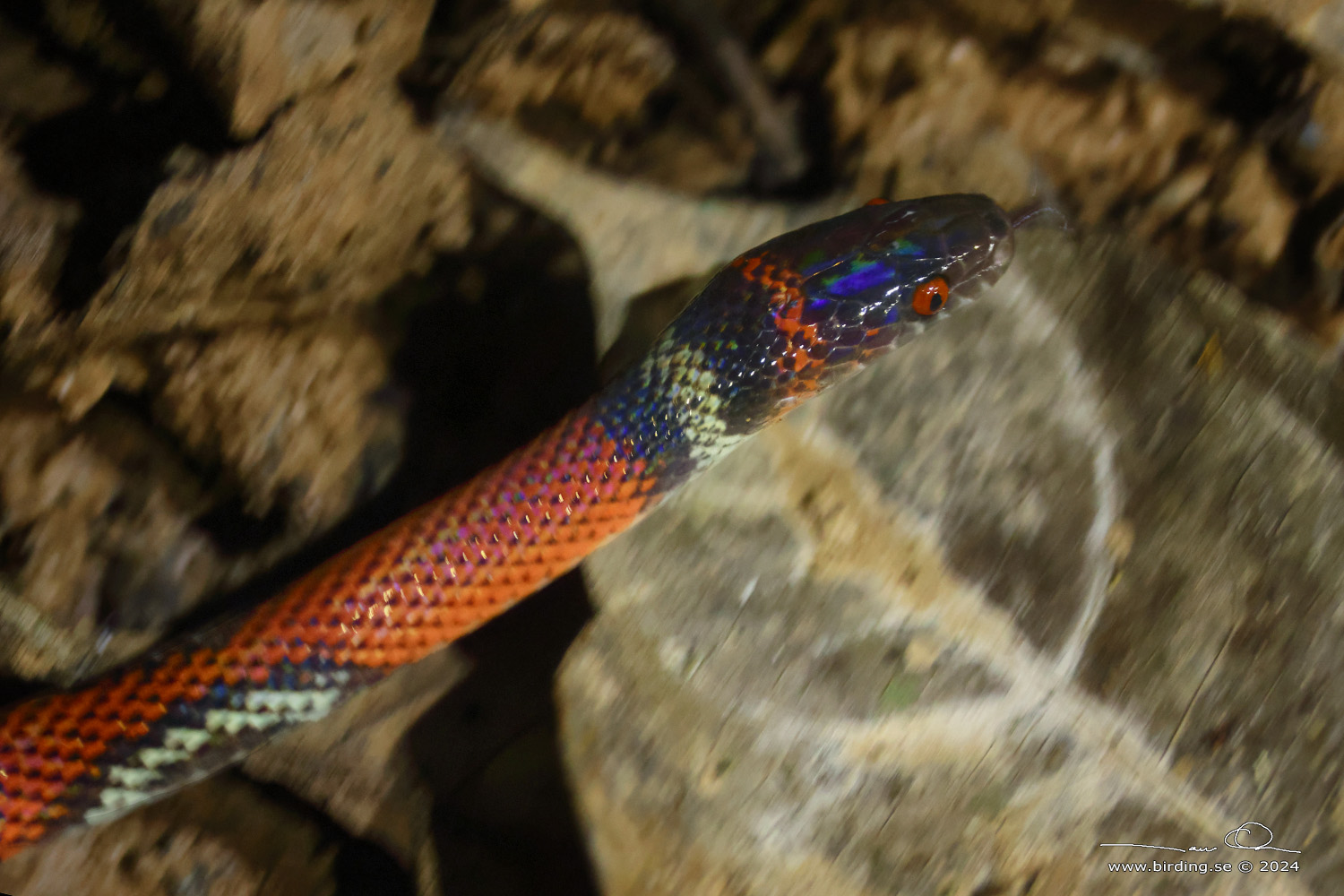 INDIGO SNAKE (Drymarchon corais) - Stäng / close