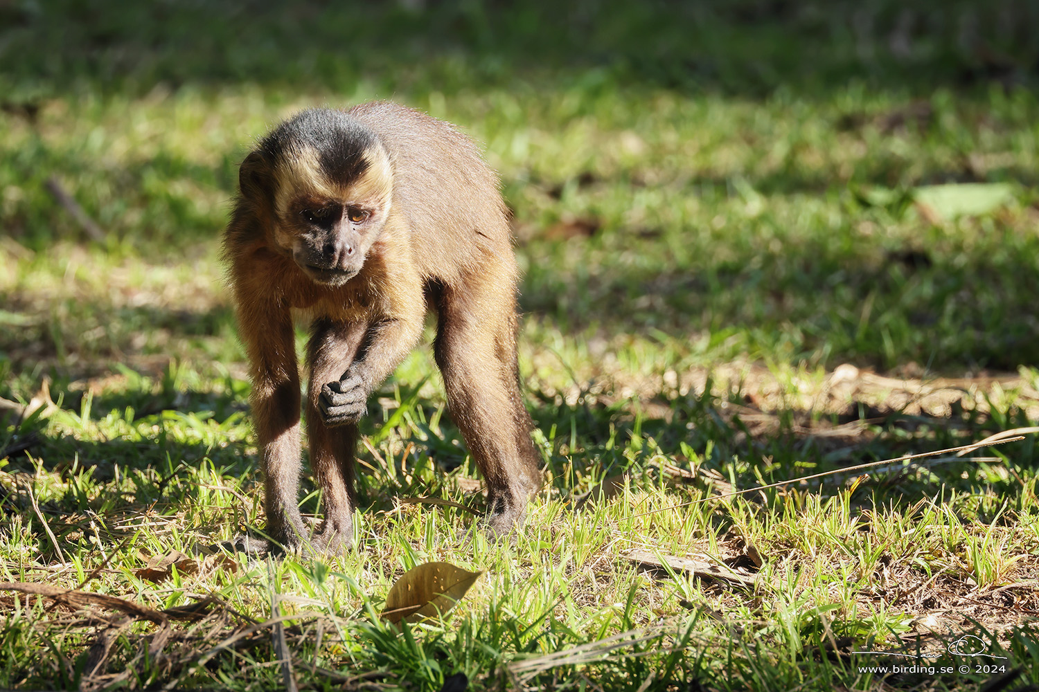 LARGE-HEADED CAPUCHIN (Sapajus macrocephalus) - Stäng / close