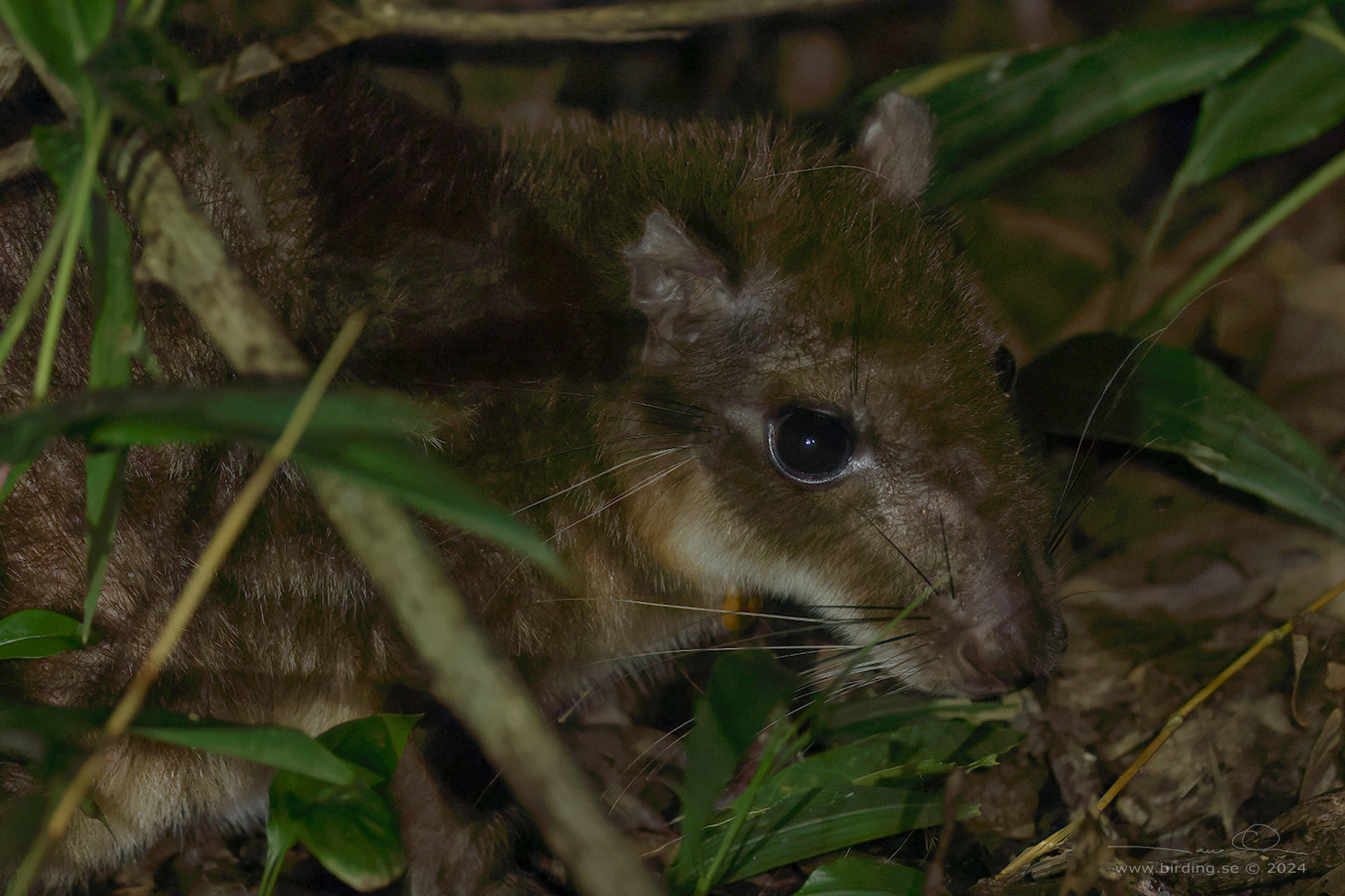 LOWLAND PACA (Cuniculus paca) - Stäng / close