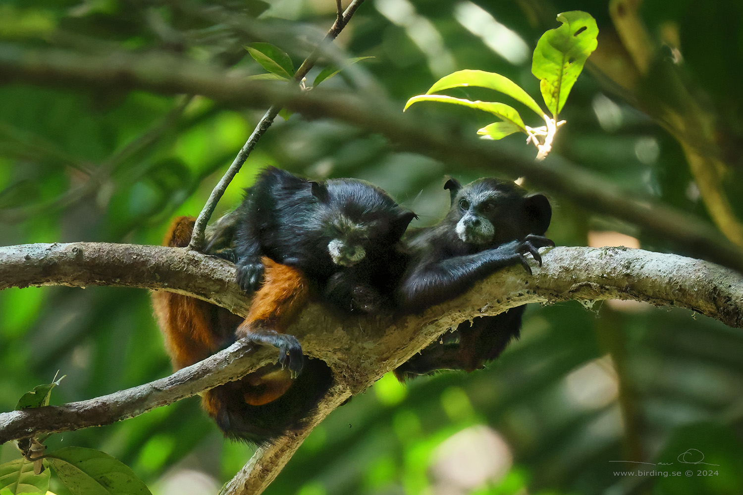 WEDDELL'S SADDLE-BACKED TAMARIN (Saguinus weddelli) - Stäng / close