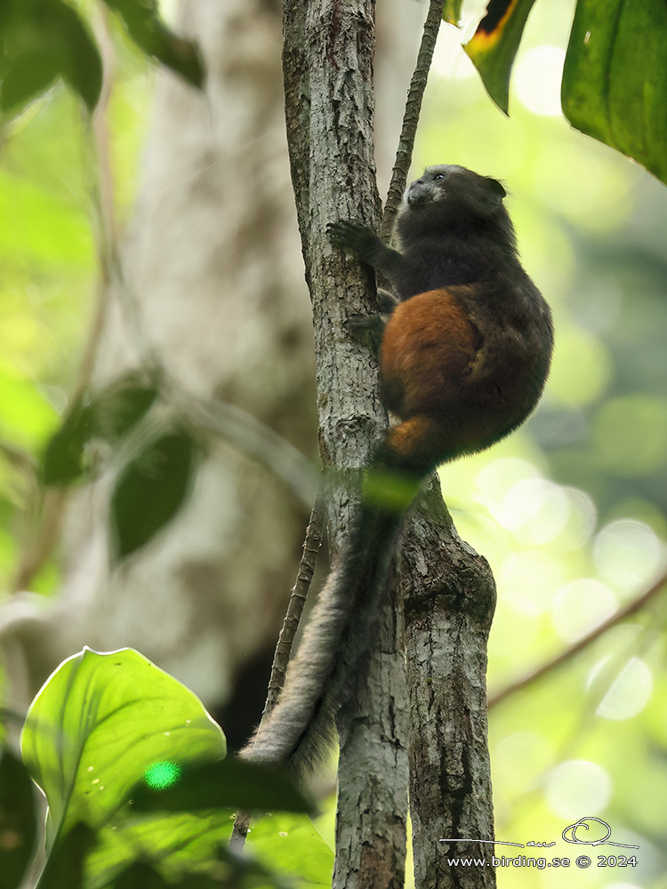 WEDDELL'S SADDLE-BACKED TAMARIN (Saguinus weddelli) - Stäng / close