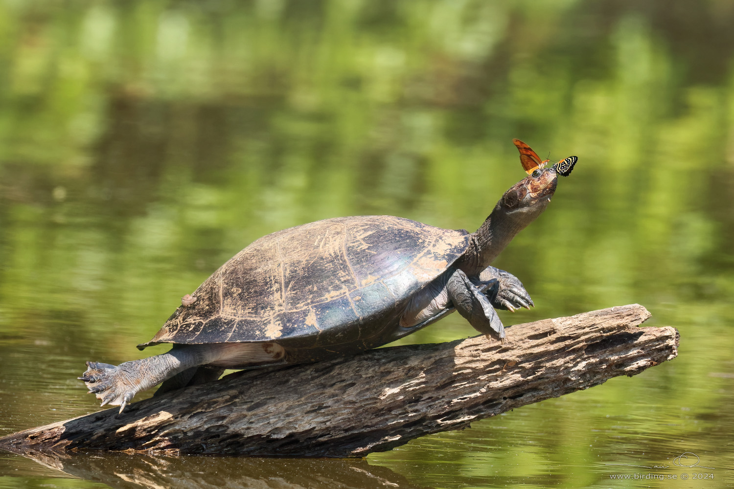 YELLOW-SPOTTED AMAZON RIVER TURTLE (Podocnemis unifilis) - Stäng / close