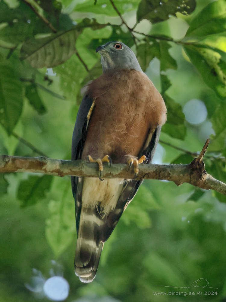 DOUBLE-TOOTHED KITE (Harpagus bidentatus) - Stäng / close