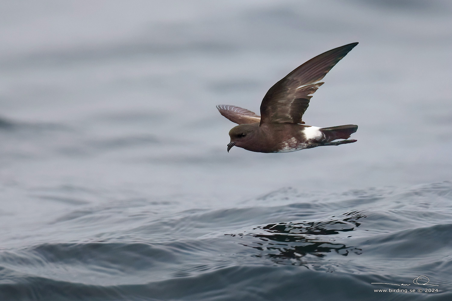 ELLIOT'S STORM PETREL (Oceanites gracilis) - Stäng / close