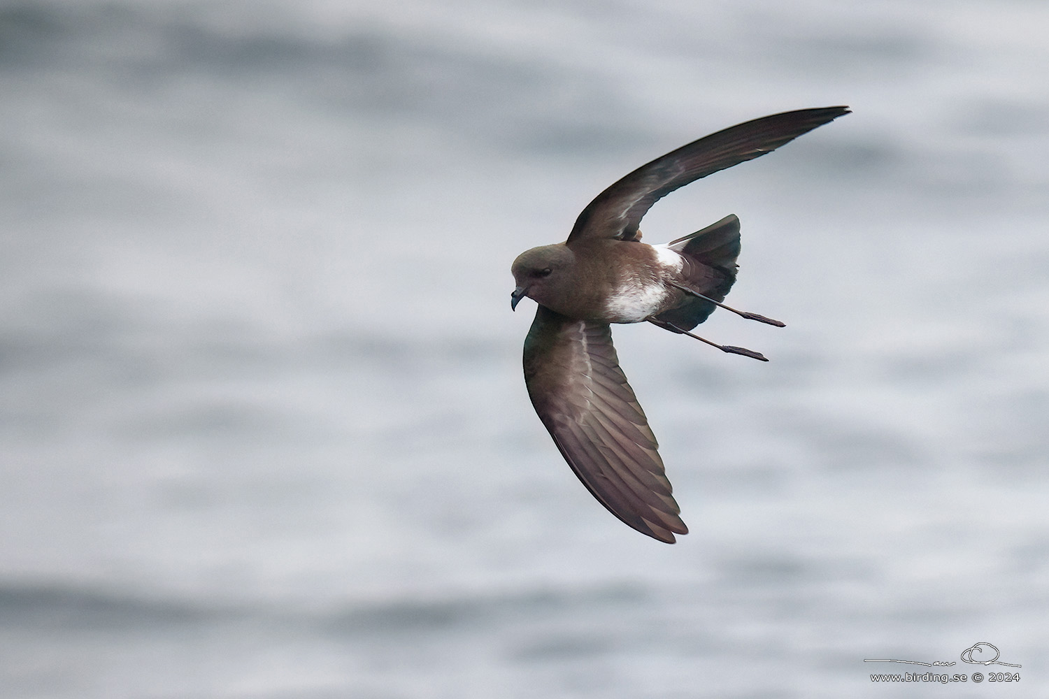 ELLIOT'S STORM PETREL (Oceanites gracilis) - Stäng / close