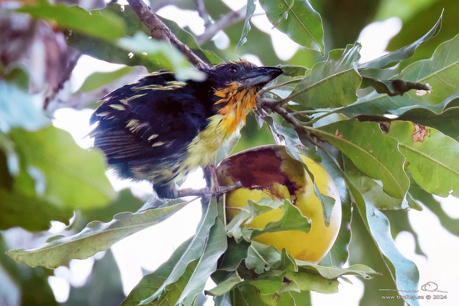 GILDED BARBET (Capito auratus) - Stäng / close