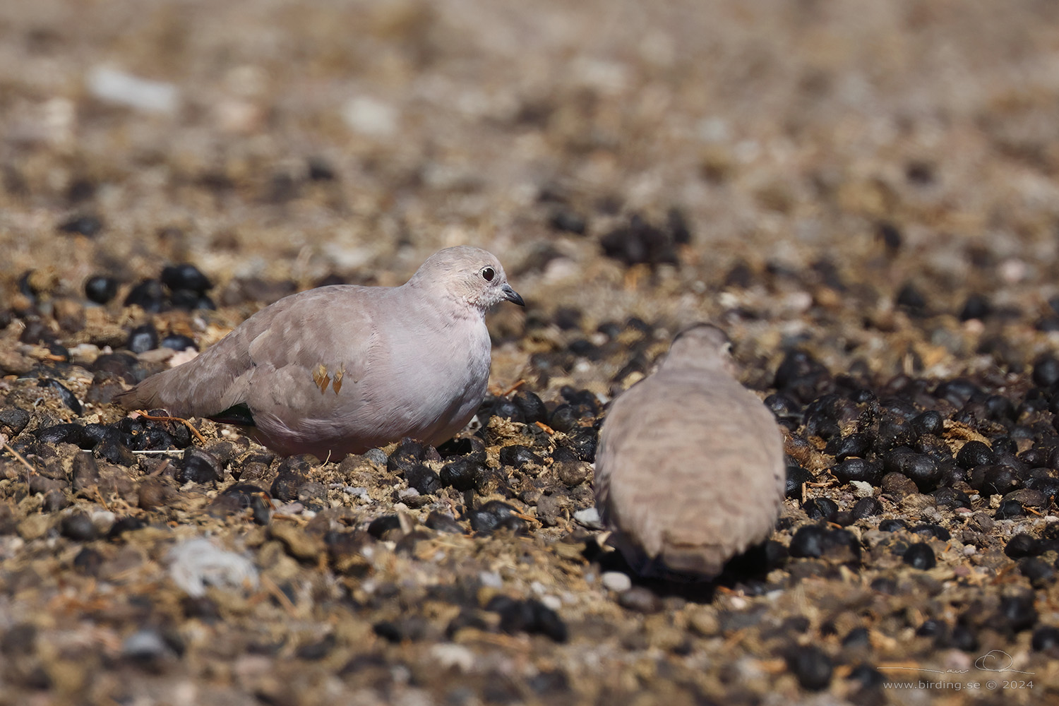 GOLDEN-SPOTTED GROUND DOVE (Metriopelia aymara) - Stäng / close