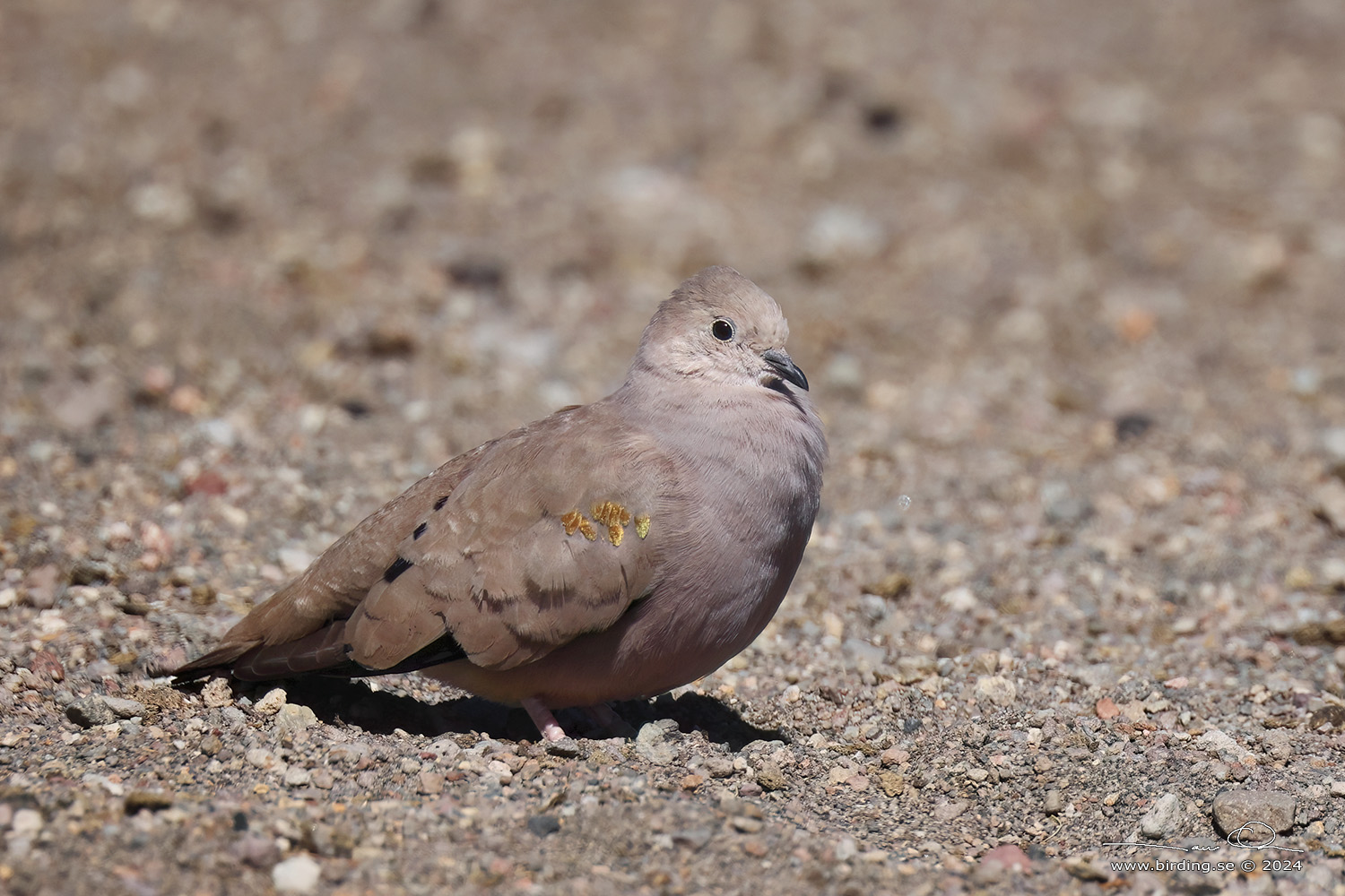 GOLDEN-SPOTTED GROUND DOVE (Metriopelia aymara) - Stäng / close