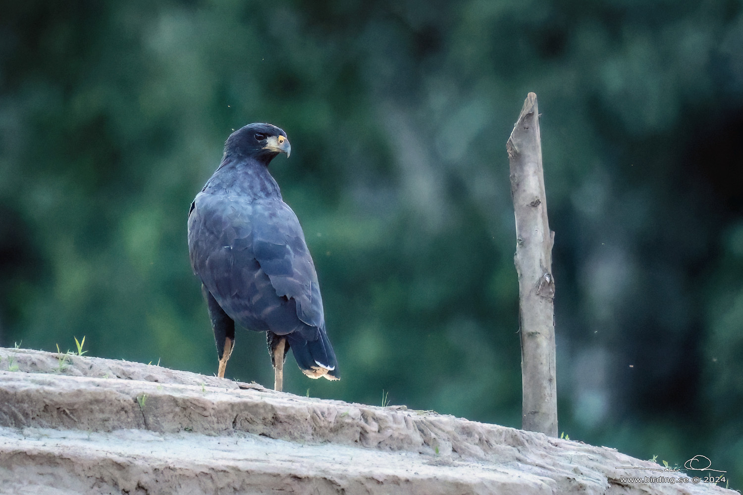 GREAT BLACK HAWK (Buteogallus urubitinga) - Stäng / close