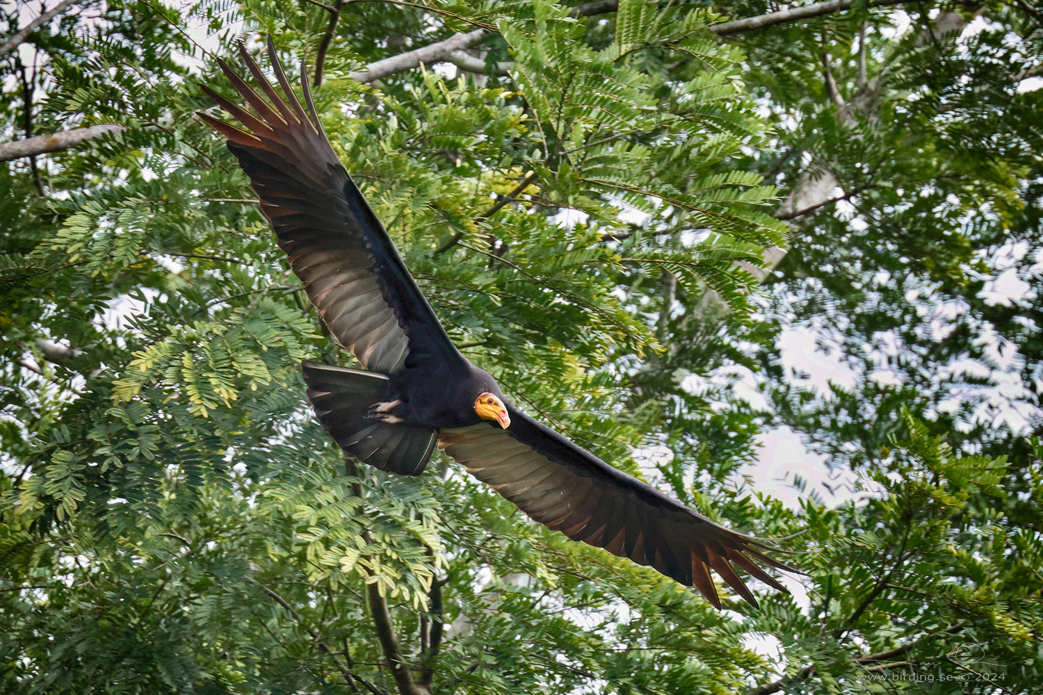 GREATER YELLOW-HEADED VULTURE (Cathartes melambrotus) - Stäng / close