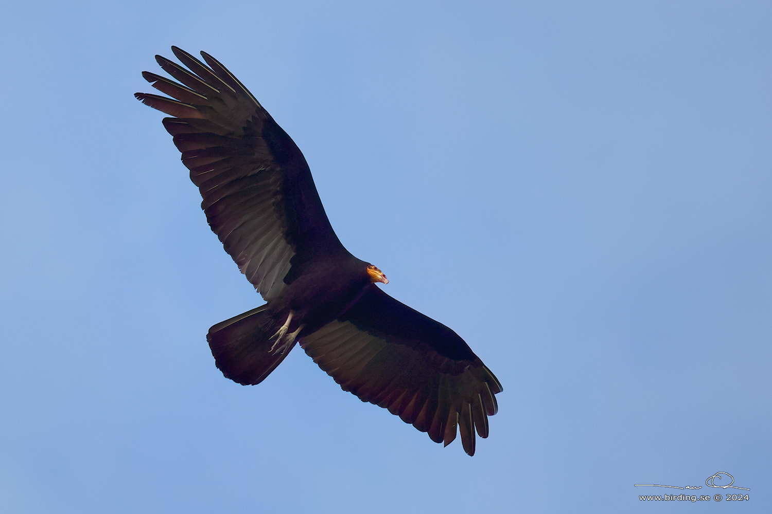 GREATER YELLOW-HEADED VULTURE (Cathartes melambrotus) - Stäng / close