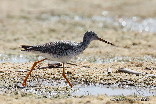 GREATER YELLOWLEGS (Tringa melanoleuca) - stor bild / full size