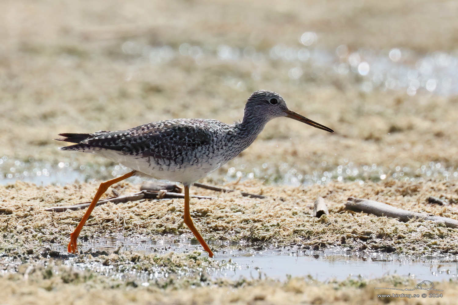 GREATER YELLOWLEGS (Tringa melanoleuca) - Stäng / close