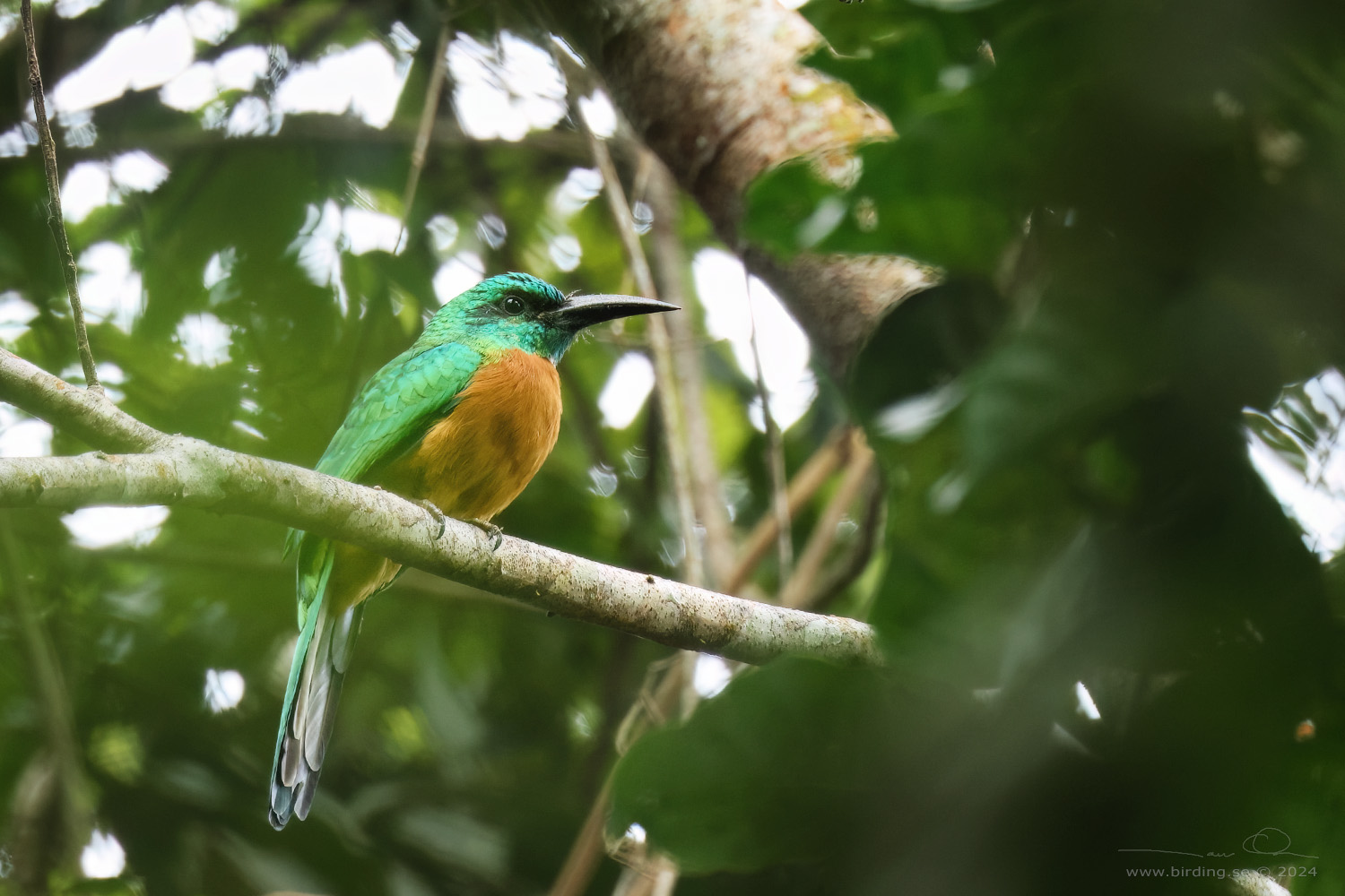 GREAT JACAMAR (Jacamerops aureus) - Stäng / close