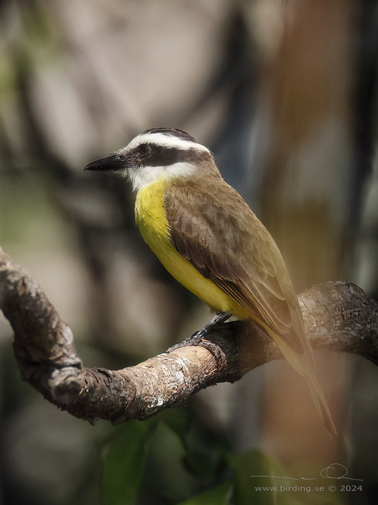 GREAT KISKADEE (Pitangus sulphuratus) - Stäng / close