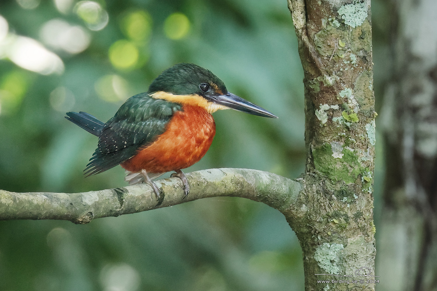 GREEN-AND-RUFOUS KINGFISHER (Chloroceryle inda) - Stäng / close