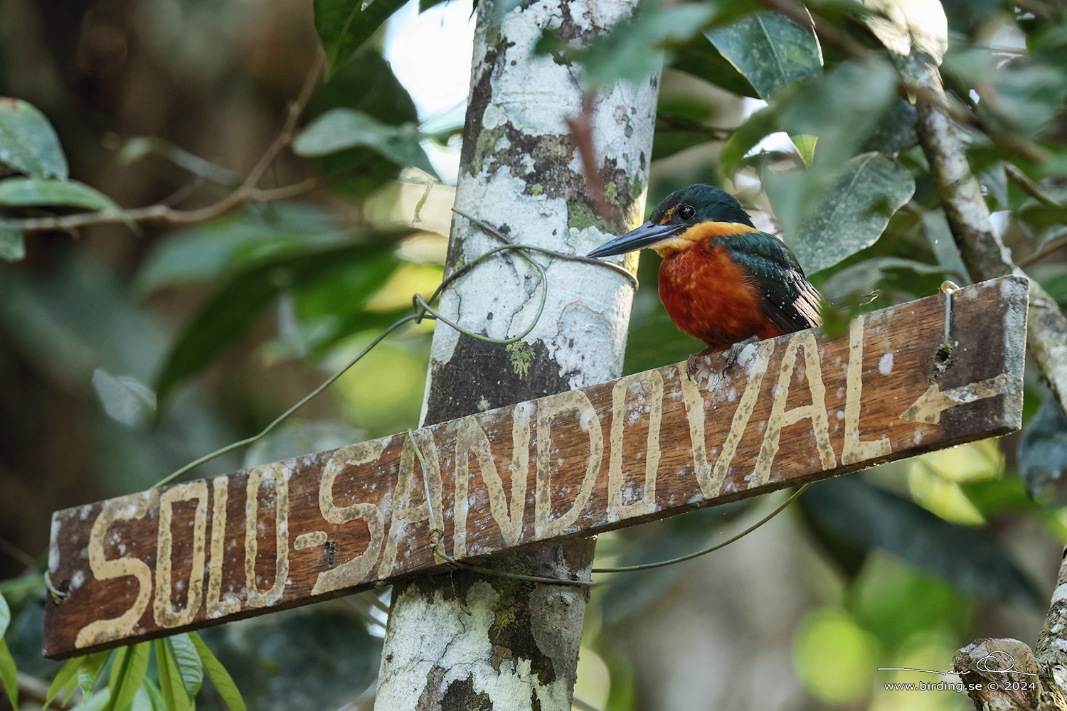 GREEN-AND-RUFOUS KINGFISHER (Chloroceryle inda) - Stäng / close