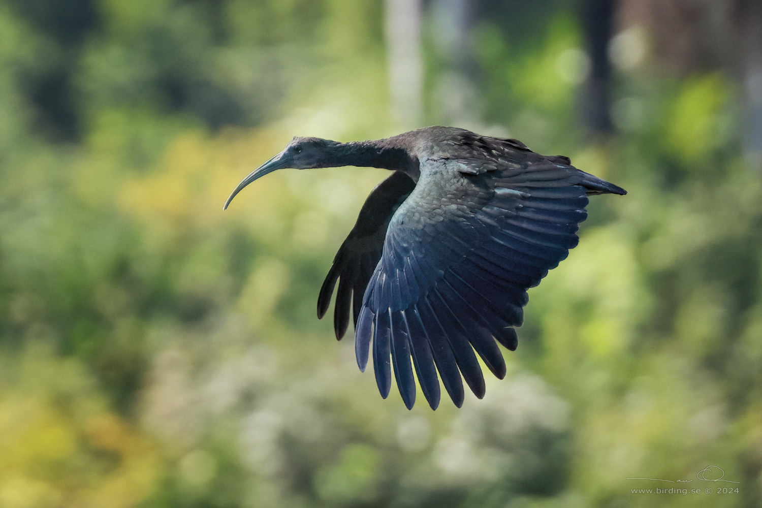 GREEN IBIS (Mesembrinibis cayennensis) - Stäng / close