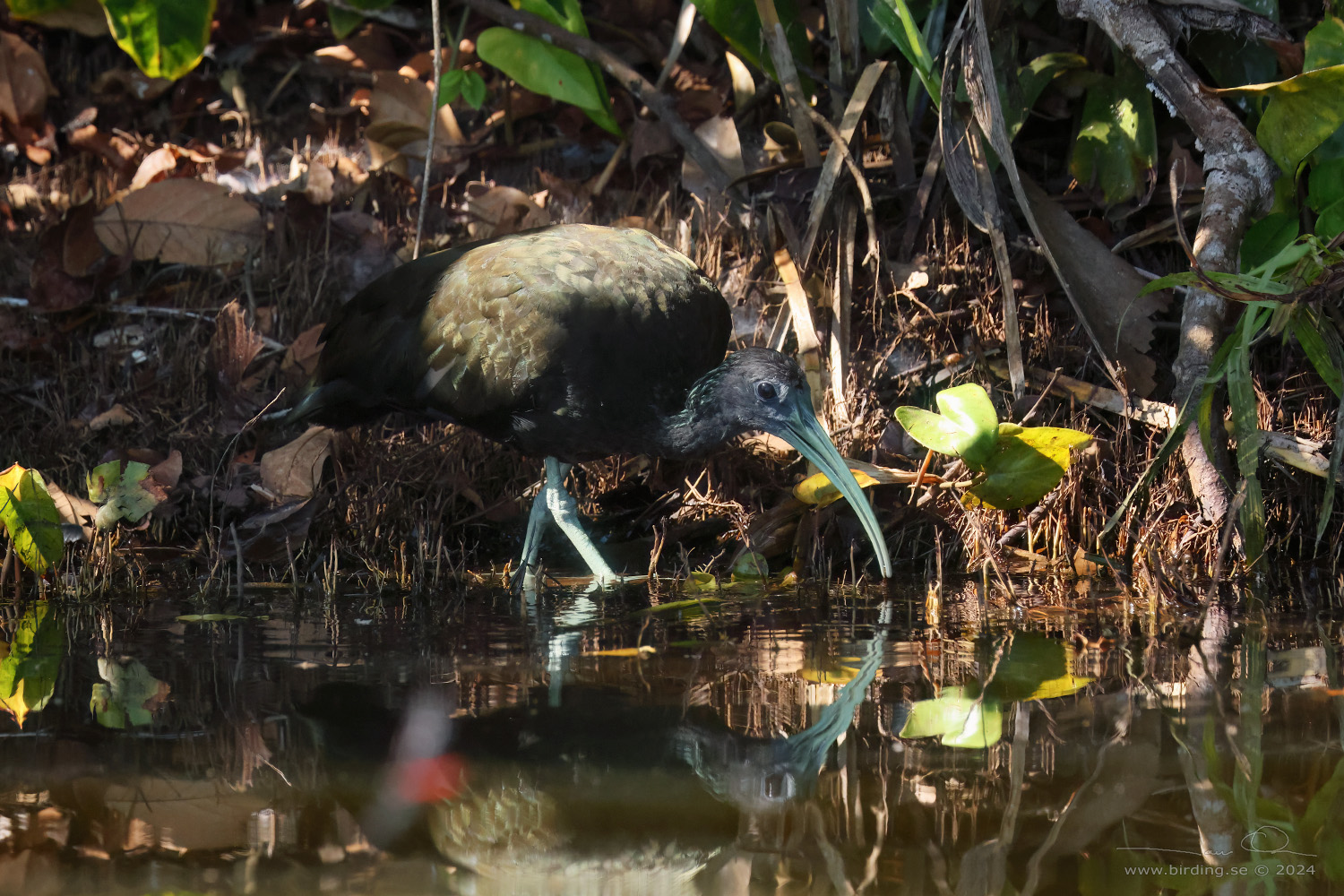 GREEN IBIS (Mesembrinibis cayennensis) - Stäng / close