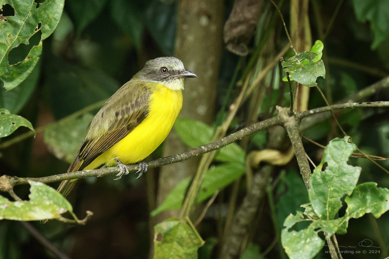 GREY-CAPPED FLYCATCHER (Myiozetetes granadensis) - Stäng / close