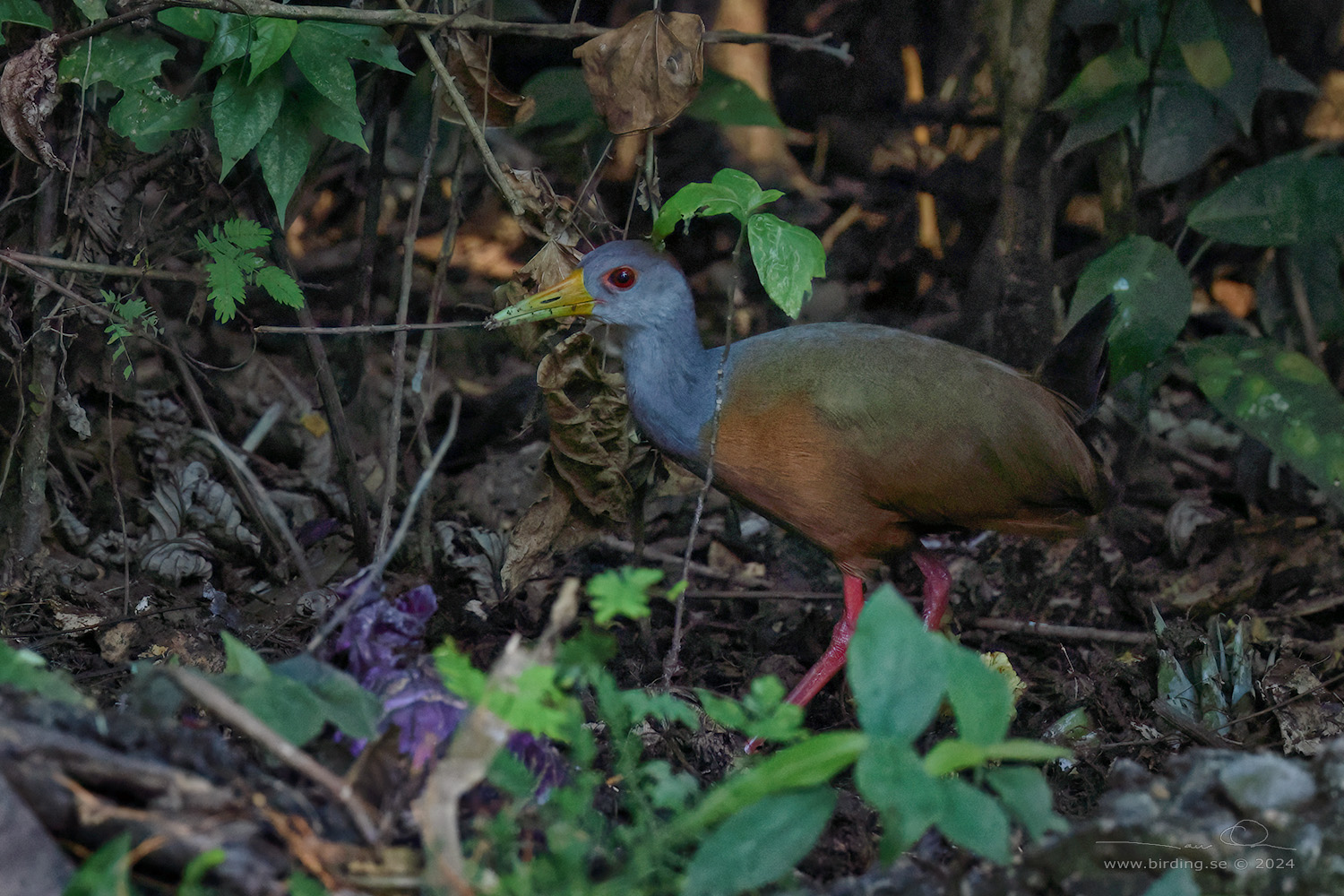 GREY-COWLED WOOD RAIL (Aramides cajaneus) - Stäng / close