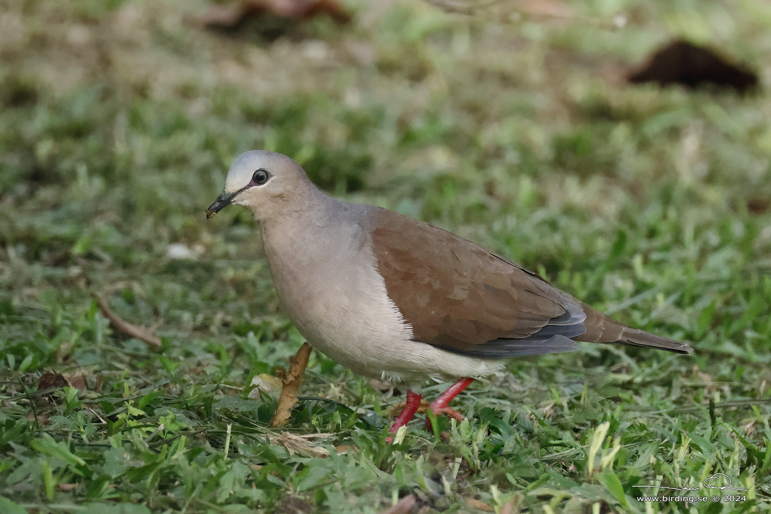 GREY-FRONTED DOVE (Leptotila rufaxilla) - Stäng / close