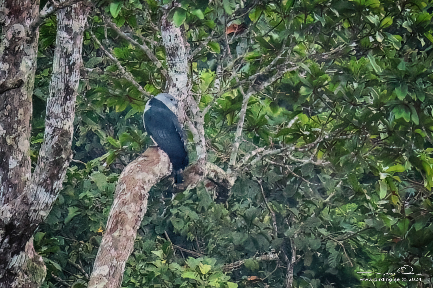 GREY-HEADED KITE (Leptodon cayanensis) - Stäng / close