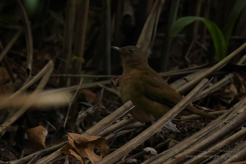 HAUXWELL'S THRUSH (Turdus hauxwelli) - Stäng / close