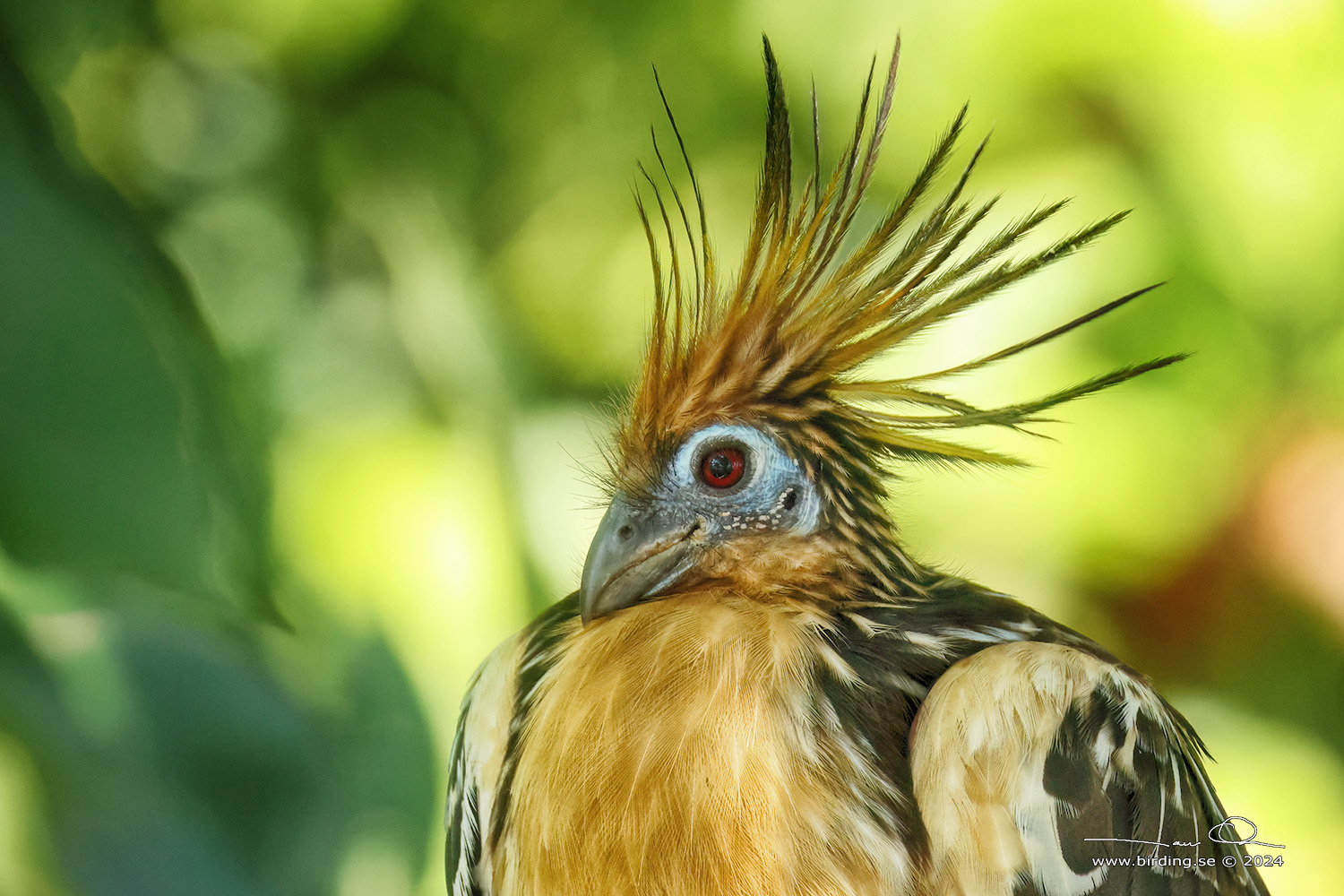 HOATZIN (Opisthocomus hoazin) - Stäng / close