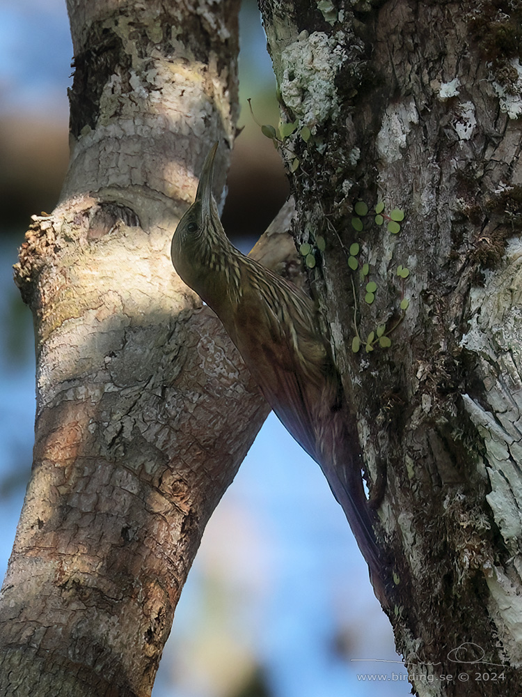 INAMBARI WOODCREEPER (Lepidocolaptes fatimalimae) - Stäng / close