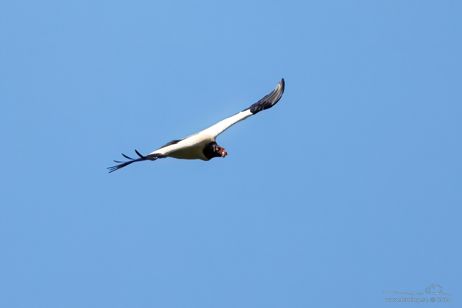 KING VULTURE (Sarcoramphus papa) - Stäng / close