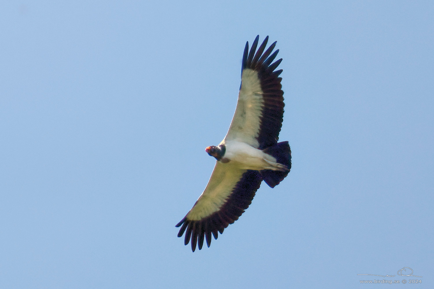 KING VULTURE (Sarcoramphus papa) - Stäng / close