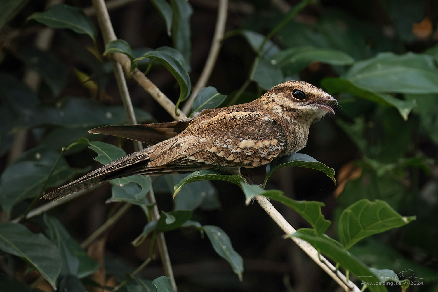 LADDER-TAILED NIGHTJAR (Hydropsalis climacocerca) - Stäng / close