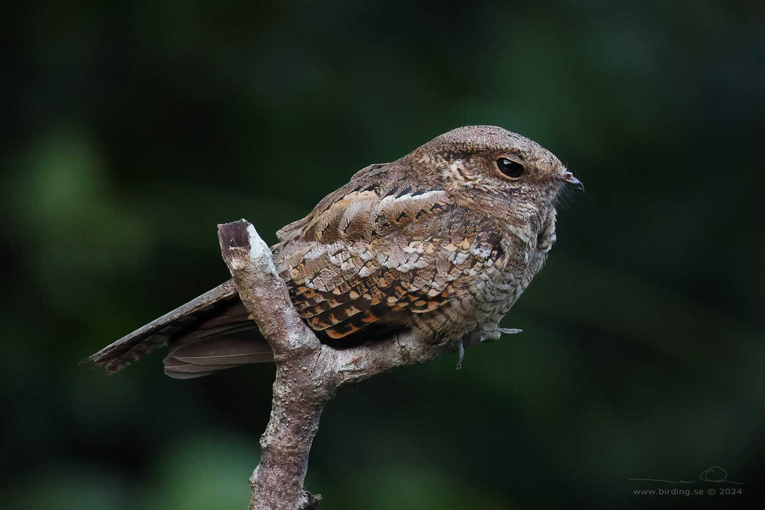 LADDER-TAILED NIGHTJAR (Hydropsalis climacocerca) - Stäng / close