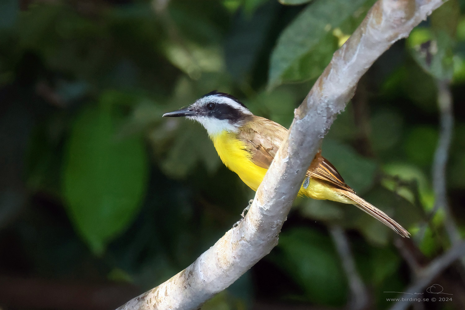 LESSER KISKADEE (Philohydor lictor) - Stäng / close