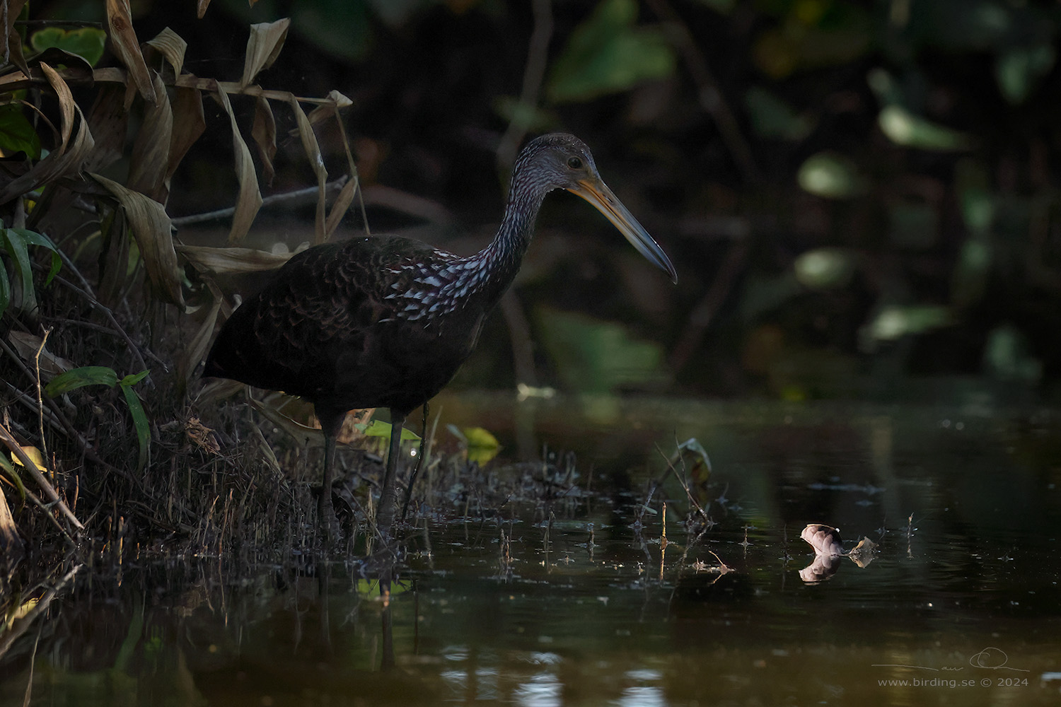 LIMPKIN (Aramus guarauna) - Stäng / close