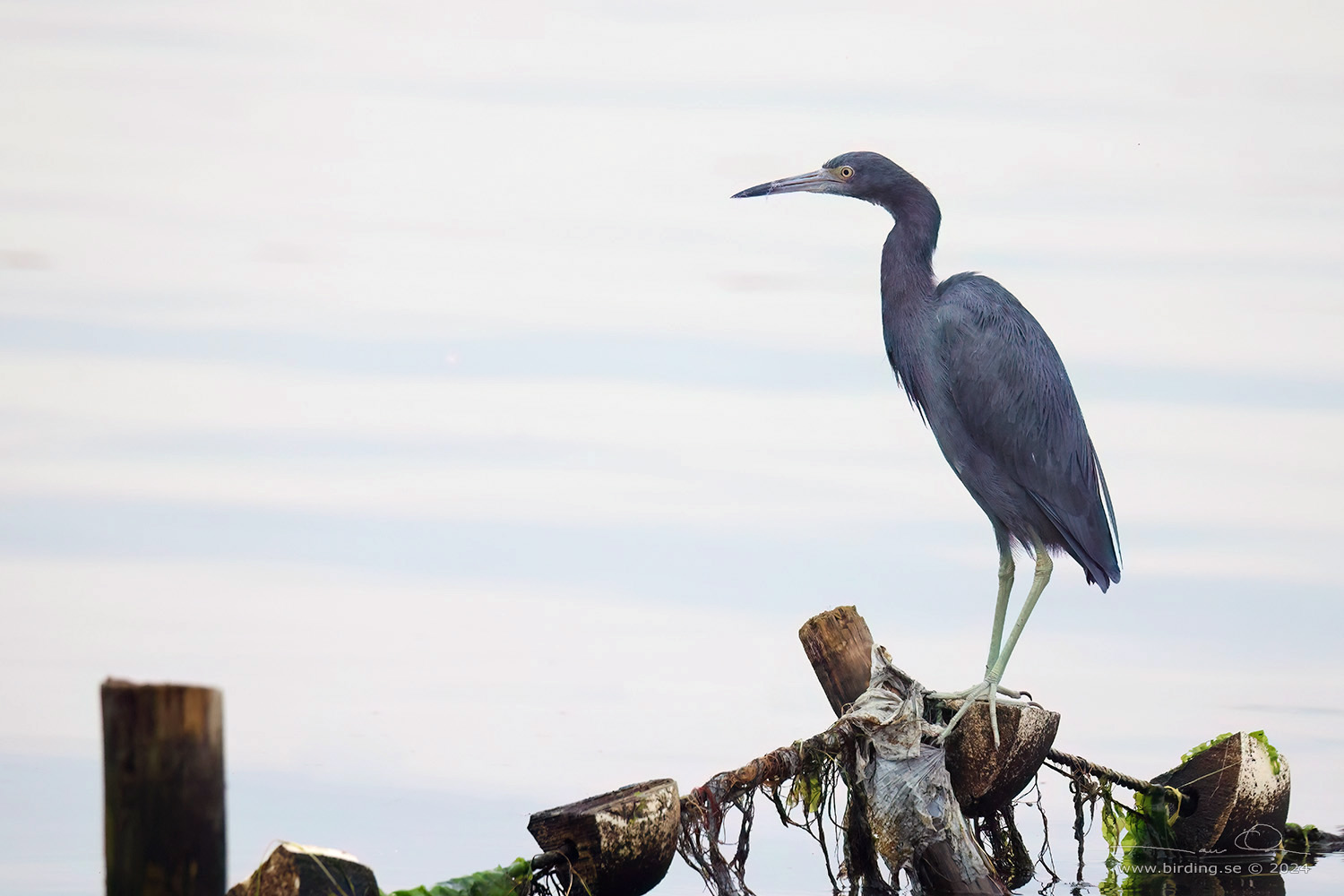 LITTLE BLUE HERON (Egretta caerulea) - Stäng / close