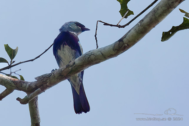 MASKED TANAGER (Stilpnia nigrocincta) - stor bild / full size