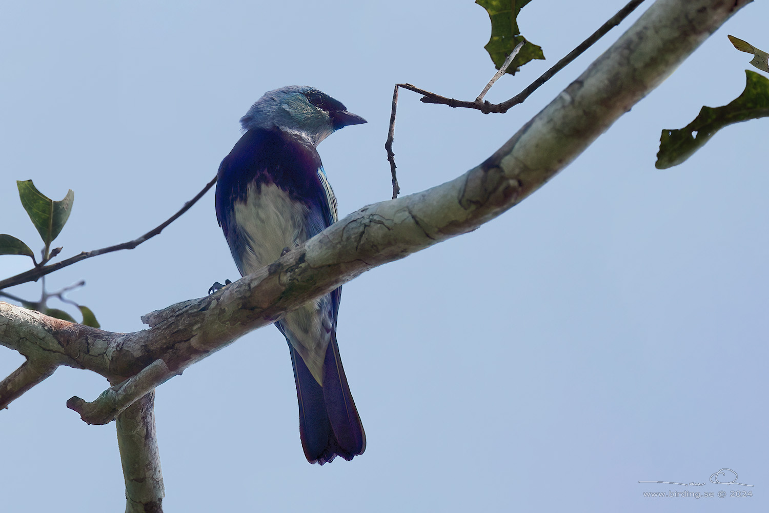 MASKED TANAGER (Stilpnia nigrocincta) - Stäng / close