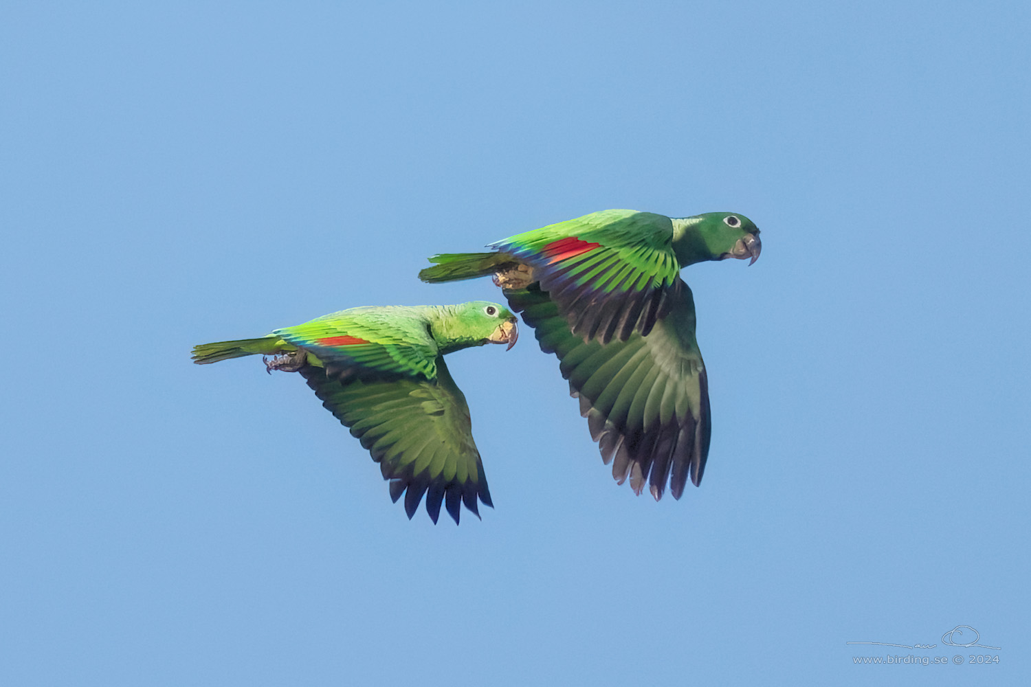 MEALY AMAZON (Amazona farinosa) - Stäng / close