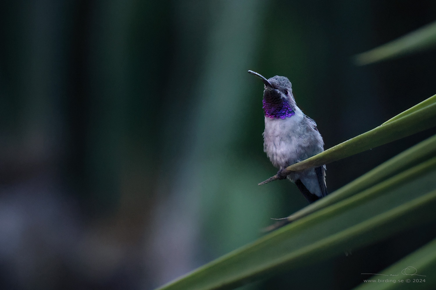 OASIS HUMMINGBIRD (Rhodopis vesper) - Stäng / close