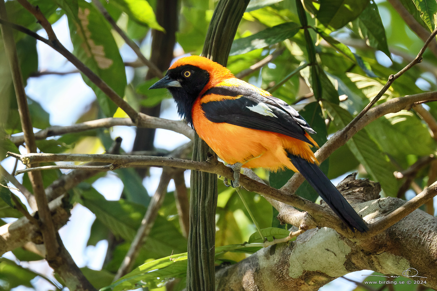 ORANGE-BACKED TROUPIAL (Icterus croconotus) - Stäng / close