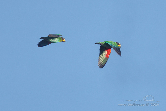 ORANGE-CHEEKED PARROT (Pyrilia barrabandi) - stor bild / full size