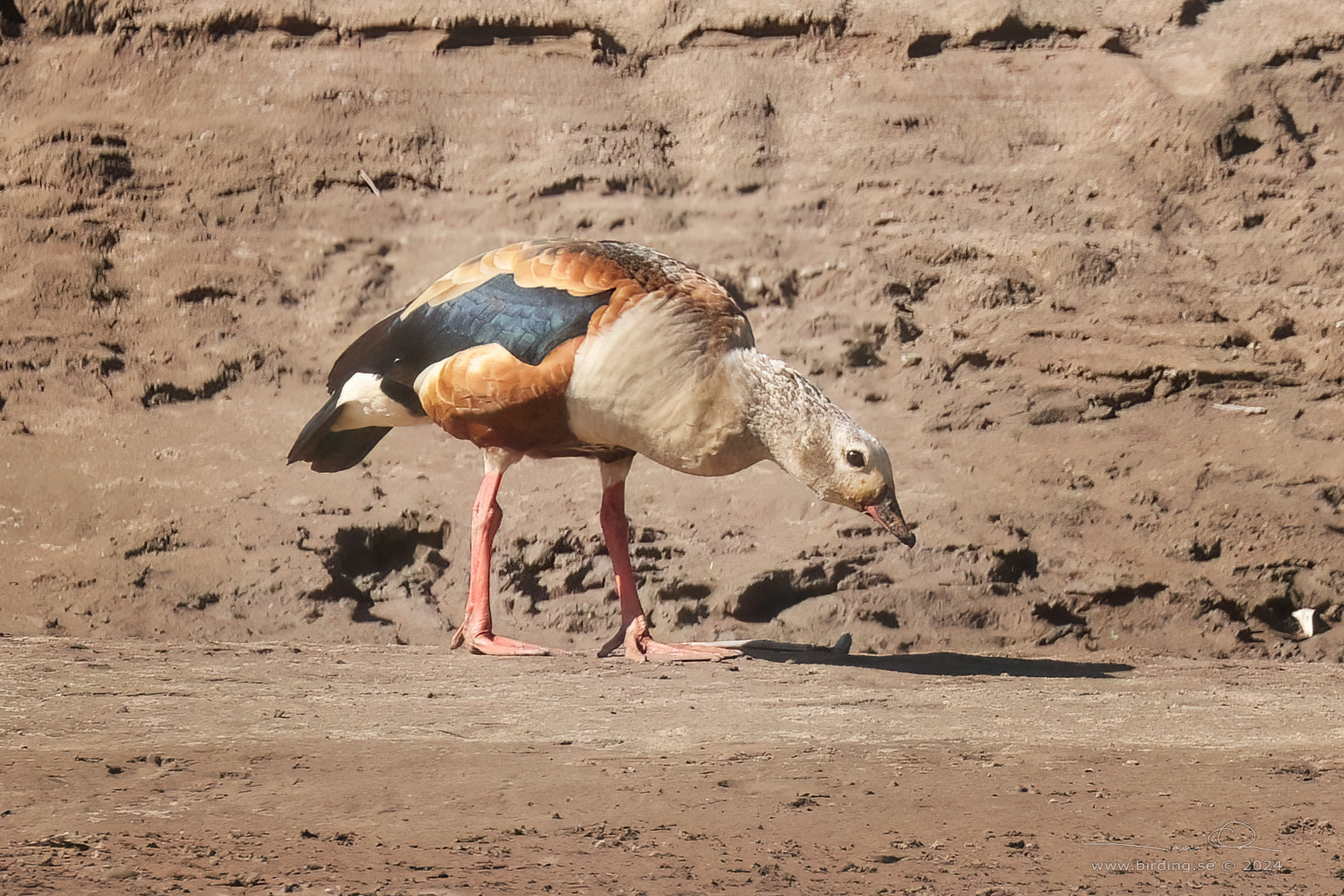 ORINOCO GOOSE (Neochen jubata) - Stäng / close