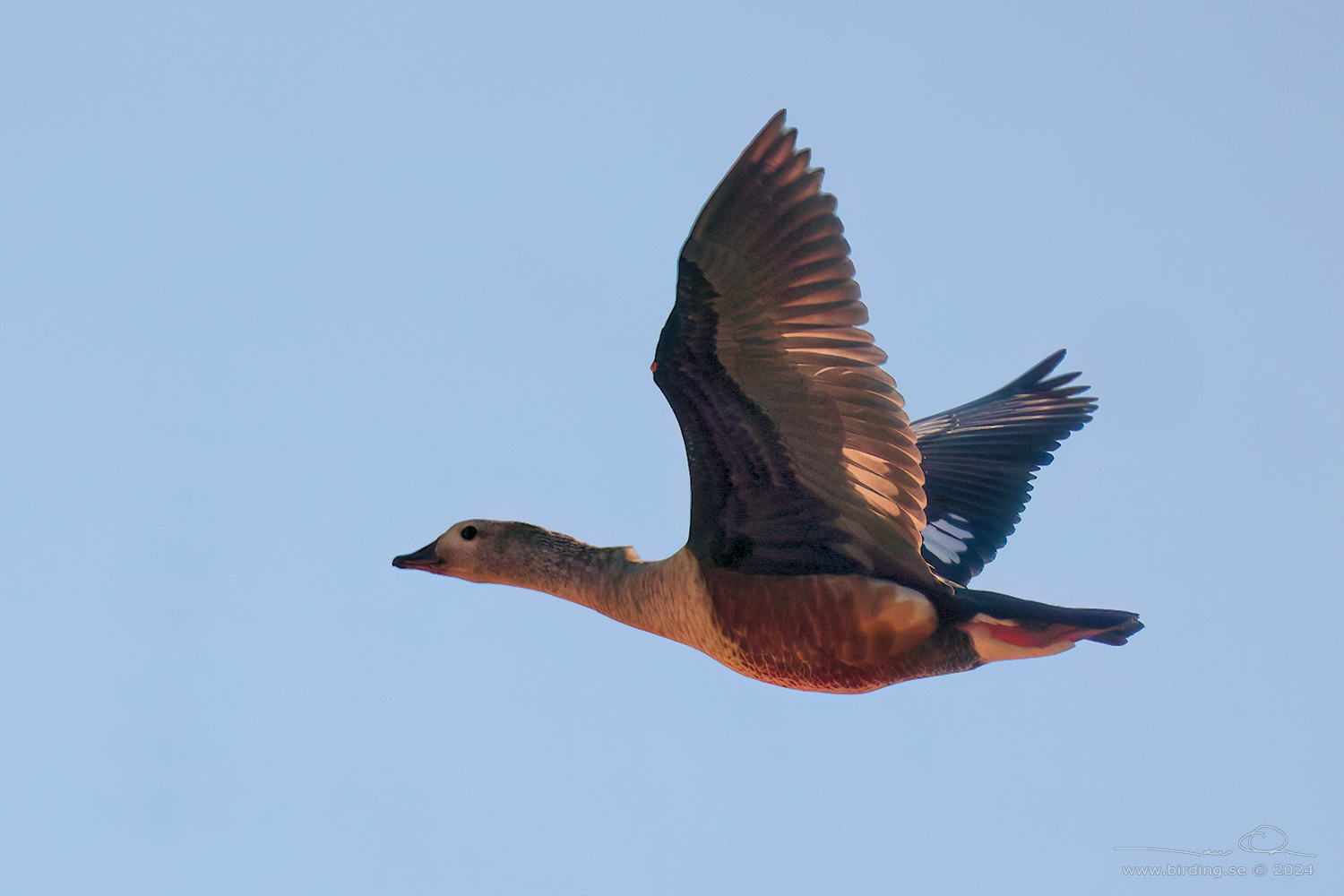 ORINOCO GOOSE (Neochen jubata) - Stäng / close