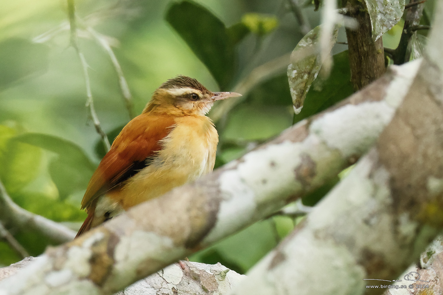 PALE-LEGGED HORNERO (Furnarius leucopus) - Stäng / close