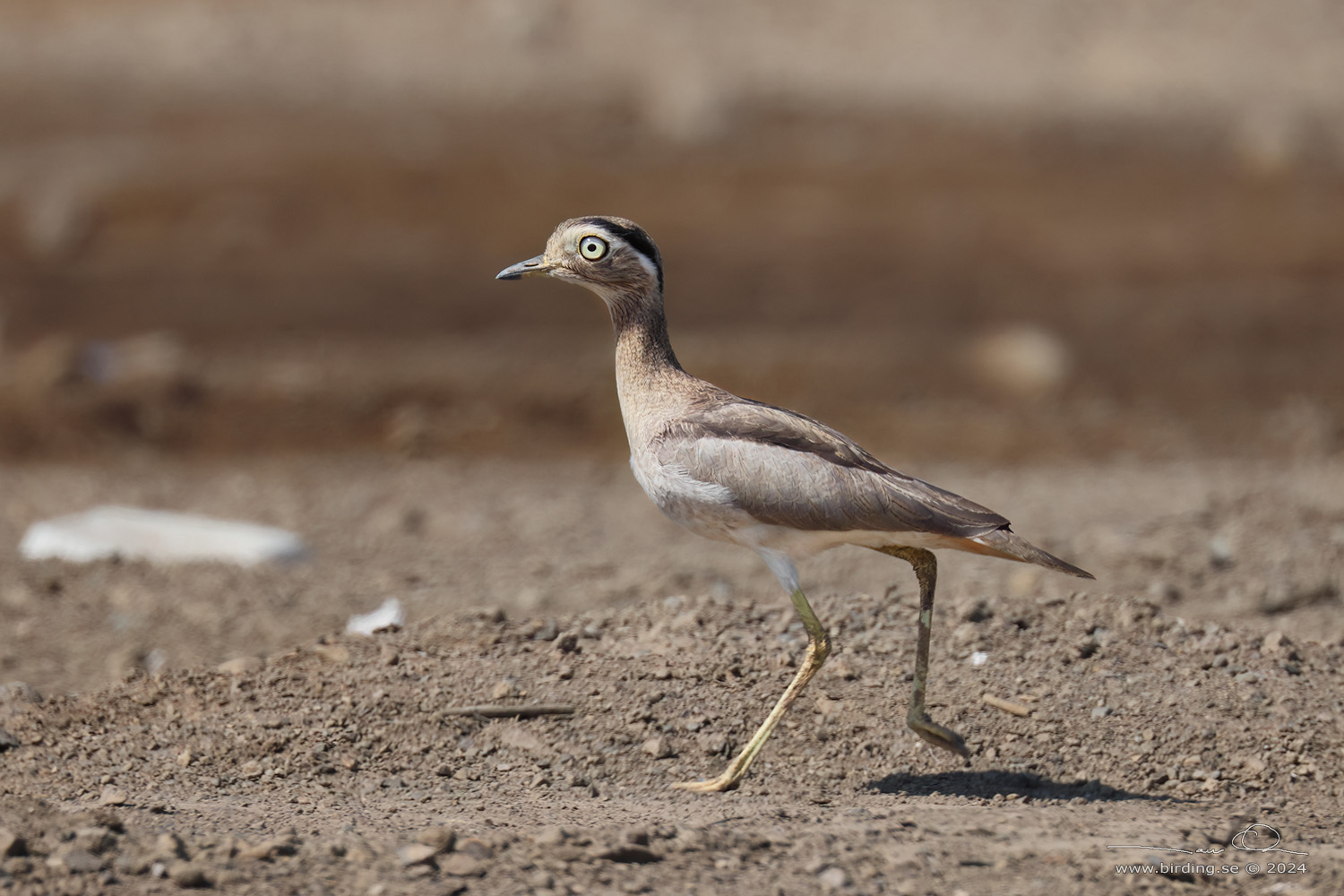 PERUVIAN THICK-KNEE (Hesperoburhinus superciliaris) - Stäng / close