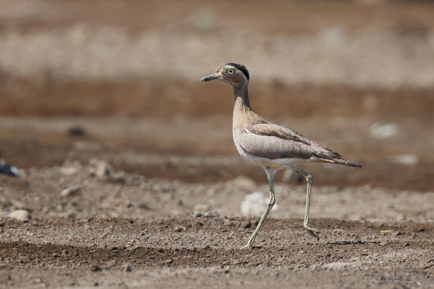 PERUVIAN THICK-KNEE (Hesperoburhinus superciliaris) - Stäng / close