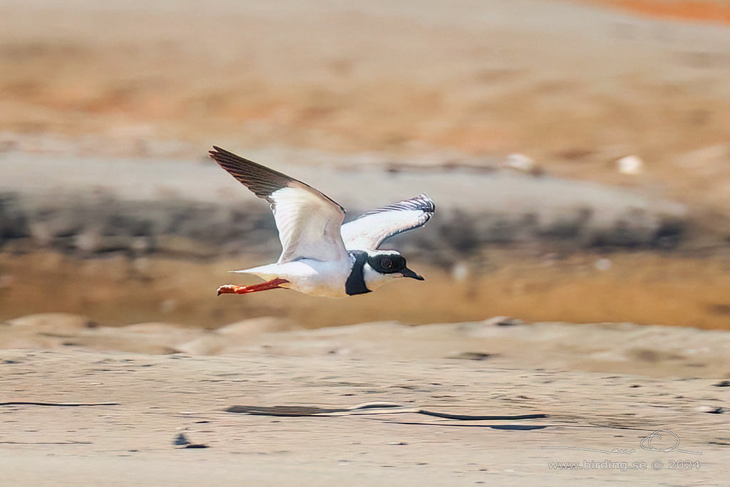 PIED PLOVER (Hoploxypterus cayanus) - Stäng / close