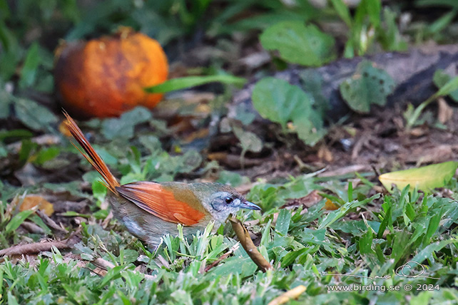 PLAIN-CROWNED SPINETAIL (Synallaxis gujanensis) - stor bild / full size